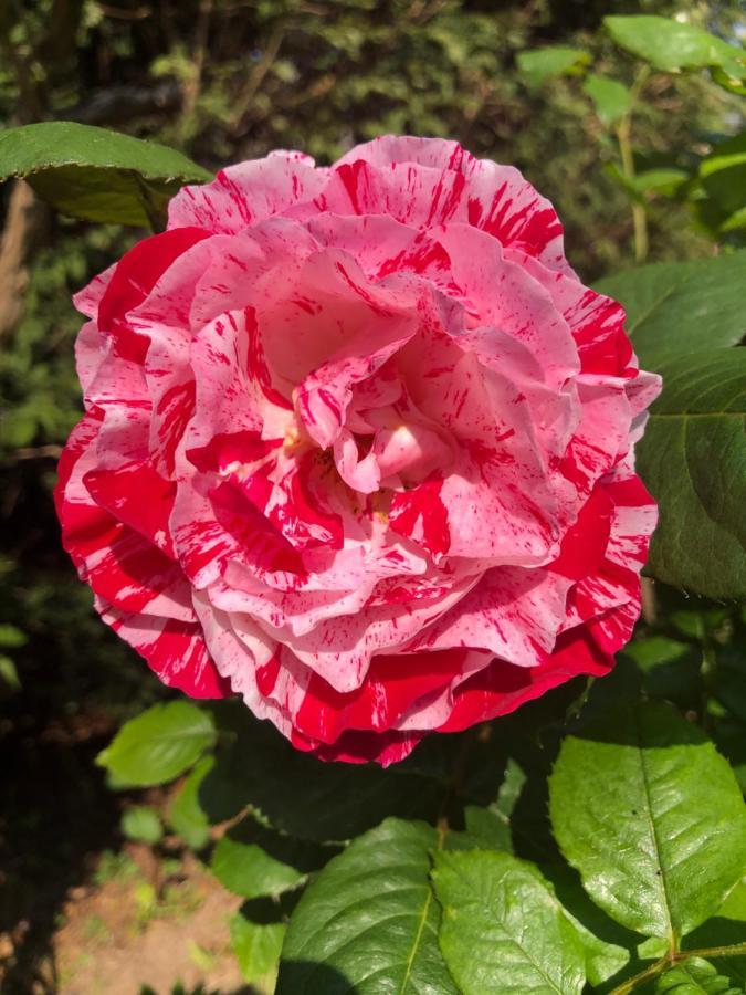 Le Chai De La Rose Spa Et Seances Bien Etre Doue-la-Fontaine Bagian luar foto