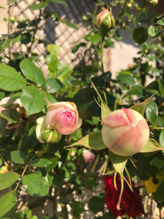 Le Chai De La Rose Spa Et Seances Bien Etre Doue-la-Fontaine Bagian luar foto